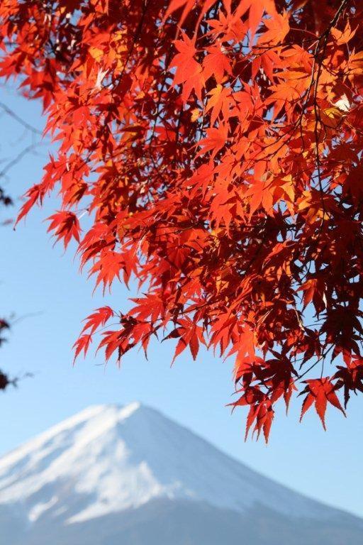 御師の家　梅谷（Umeya） Fujikawaguchiko Exterior foto